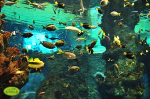biozoo2