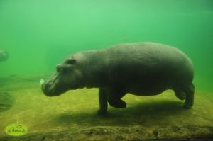 biozoo4