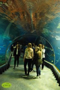 biozoo5